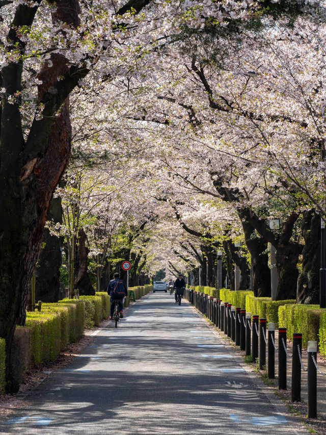 青山霊園の桜🌸 – 静かな春の風景