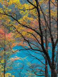 Crimson Dreams: Jiuzhaigou’s Autumn Maple Magic