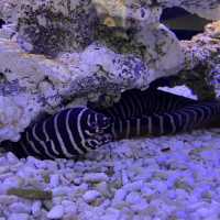 海洋生物互動展館，近距離觀賞與餵食鯊魚