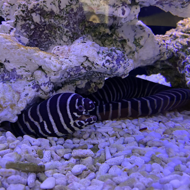 海洋生物互動展館，近距離觀賞與餵食鯊魚