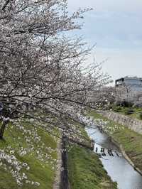 Beautiful cherry blossom @ Nagoya’s Four Seasons Road