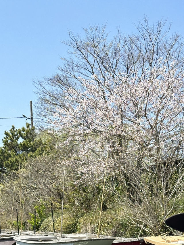 柳川🇯🇵北九州河川櫻花小鎮🌸