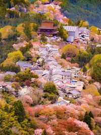 【奈良】日本一の桜🌸吉野山を全力で楽しむ完全ガイド！
