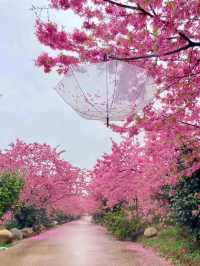 A Rain of Cherry Blossoms: The Dreamy Beauty of Wuhan’s Spring