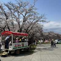 【岩手】この季節に見たい絶景🌸2025