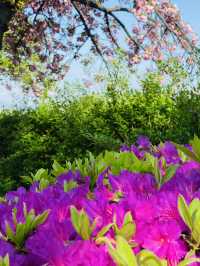 Yuseong Riverside Bloom: An April Day's Dream of Double Cherry Blossoms and Azaleas 🌸☀️