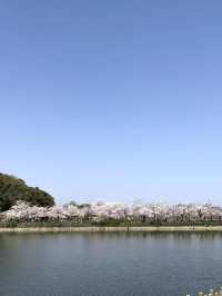 Spring Bliss at Kikaku Park🌸