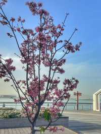 Cherry Blossoms Guide at Tung Chung Hongkong