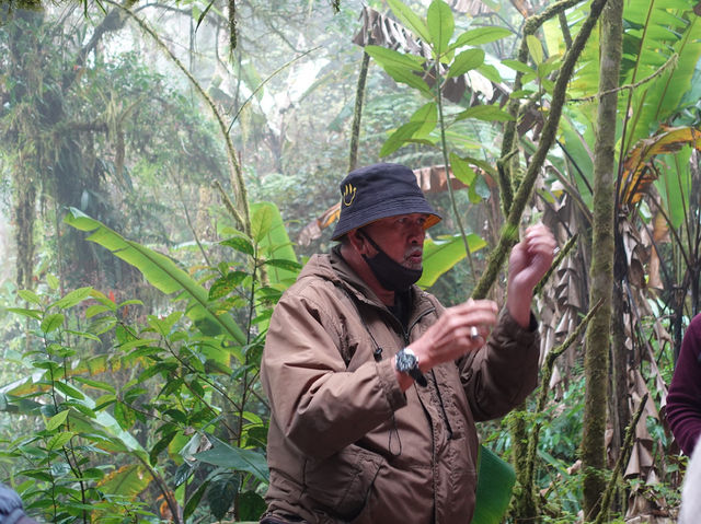 Into the Clouds: A Magical Trip Through the Mossy Forest