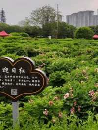 洛陽隋唐城遺址植物園賞牡丹