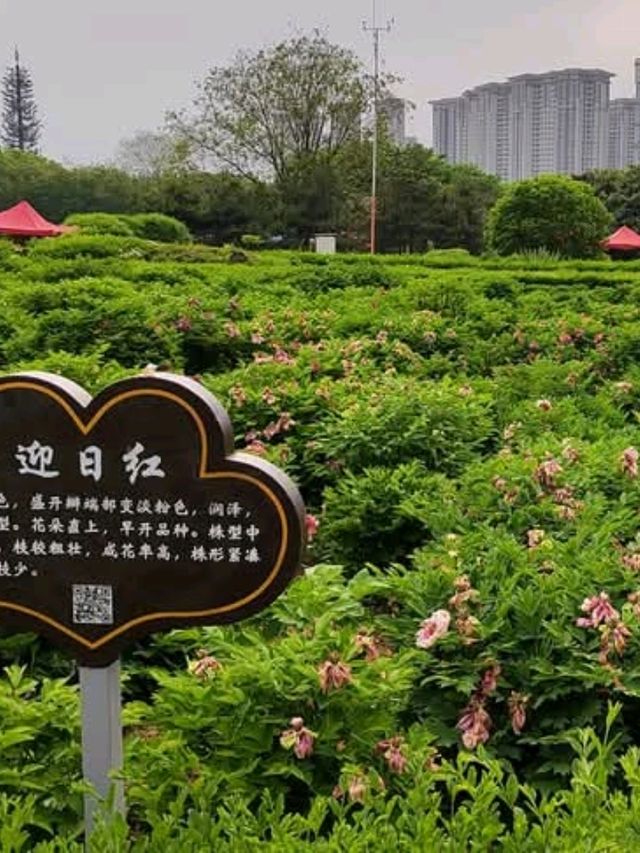 洛陽隋唐城遺址植物園賞牡丹