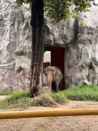 A Wild Escape: Manila Zoo