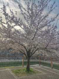 Osaka Castle Park Cherry Blossoms– A Samurai’s Pink Fortress