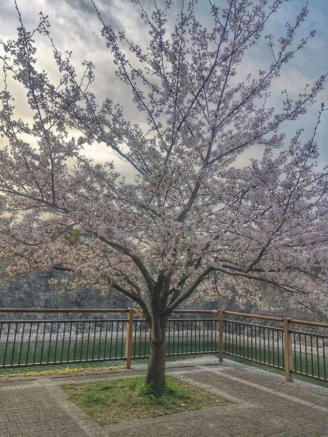 Osaka Castle Park Cherry Blossoms– A Samurai’s Pink Fortress