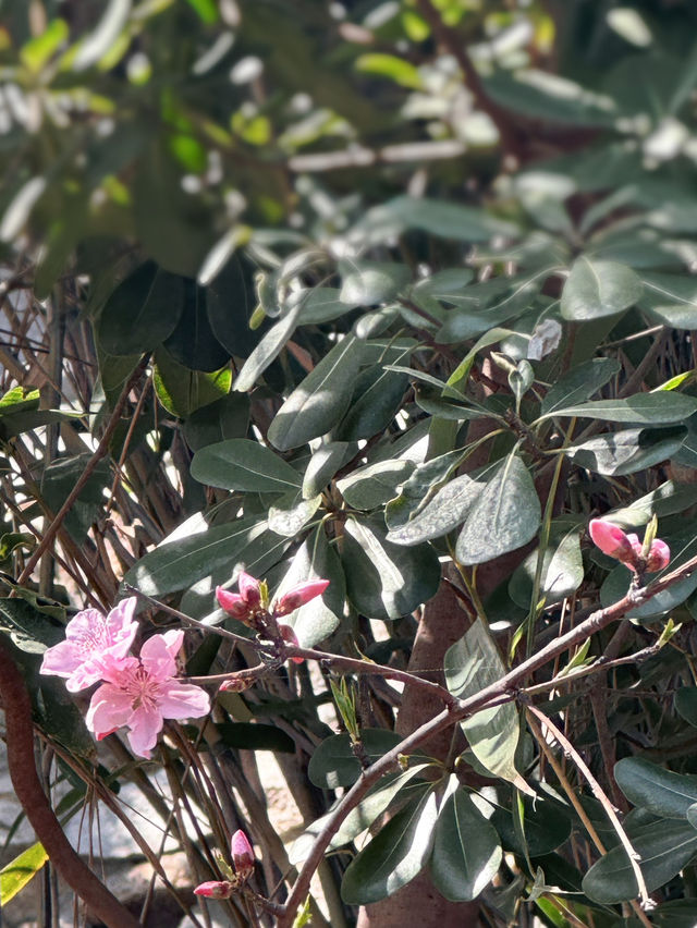 Spring Magic at Korea’s Most Beautiful Seaside Temple 