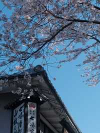 Spring Beneath the Stage: Kiyomizu-dera in Full Bloom