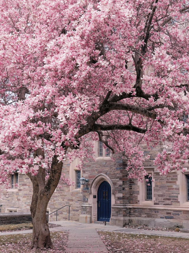 Princeton in Bloom: A Springtime Stroll Through Ivory Towers and Petals