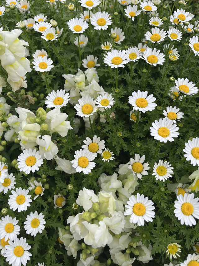 【まるでヨーロッパ】心まで浄化される長崎ハウステンボス🌷