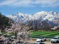 Hakuba Village Sakura | Where Blossoms Meet Snowy Peaks