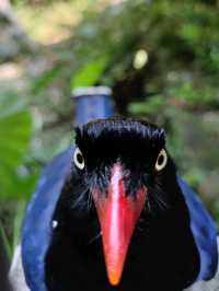 #鳳凰谷鳥園生態園區-南投縣鹿谷鄉