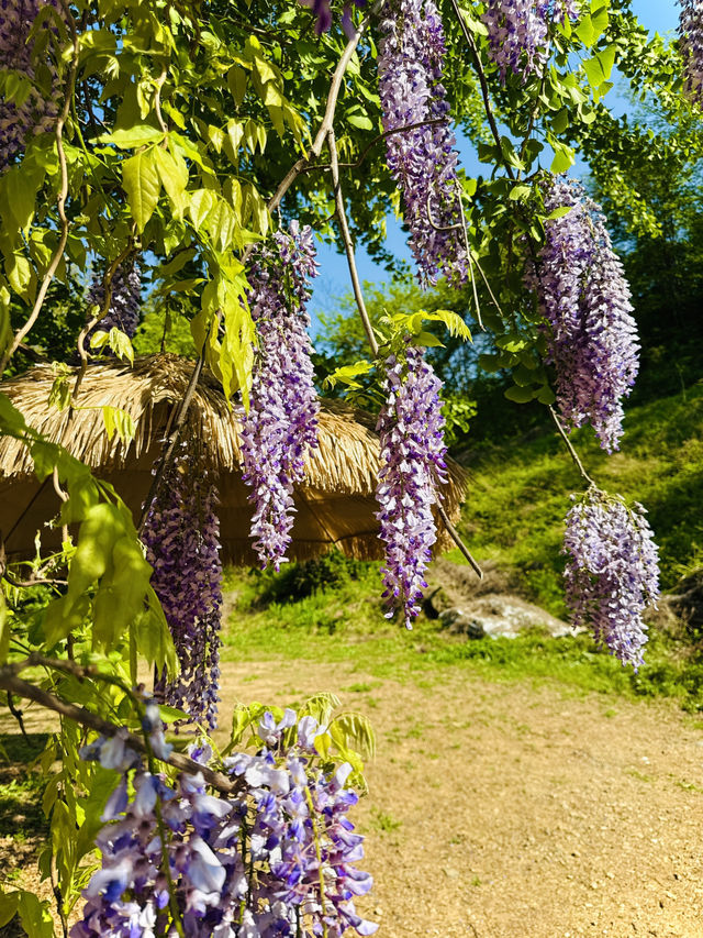국내 대형 등나무 본사람🍇💜✅ 장유도예카페 