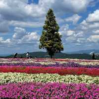 🇯🇵【兵庫県】兵庫県立公園 あわじ花さじきへ行こう！