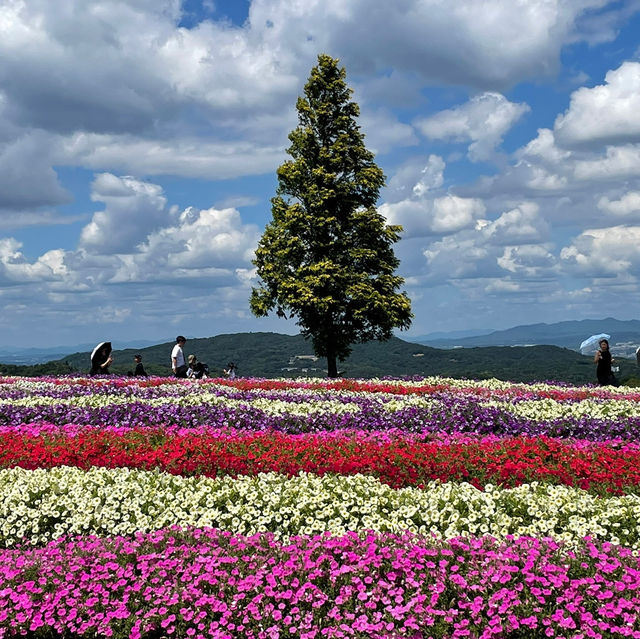 🇯🇵【兵庫県】兵庫県立公園 あわじ花さじきへ行こう！