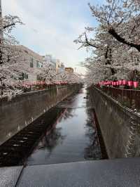 “The Sakura Vein: Whispering Spring along Meguro River”