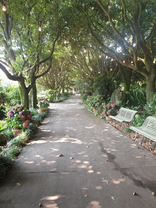 🌲 “시간도 소리도 느리게 흐르는 곳 – 제주 비밀의숲”