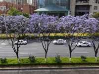 “Spring’s Eternal Kiss: Cherry Blossoms of Kunming”