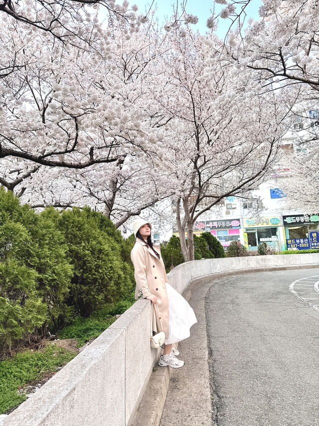 Springtime Magic in Nanchuan-dong: Cherry Blossom Delight