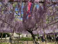 【限定イベント】曼陀羅寺公園の藤まつり