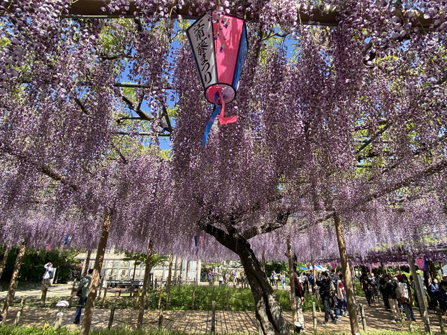 【限定イベント】曼陀羅寺公園の藤まつり