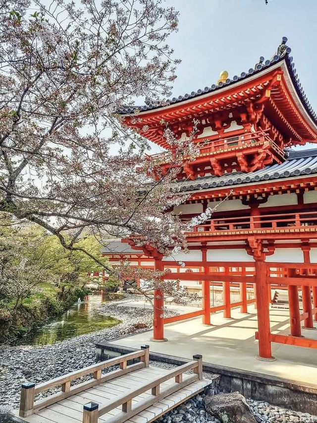 A Serene Weekend in Uji: Cherry Blossoms, Matcha & Timeless Beauty