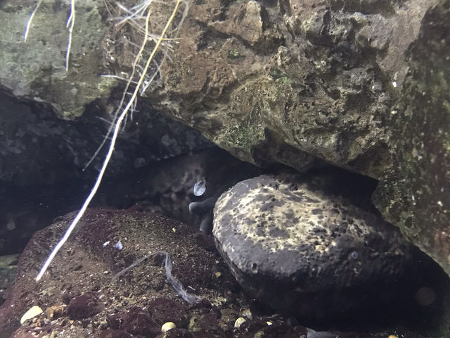 世界淡水魚水族館アクア•トト　ぎふ　これを見て！