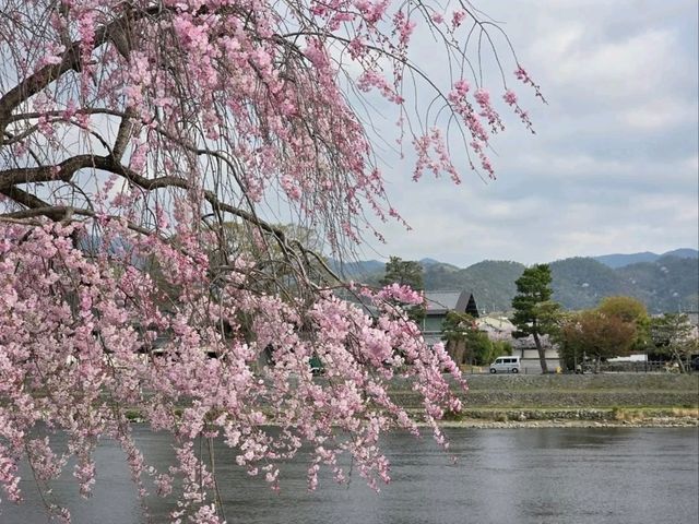Just Me, Some Sakura, and a River Doing Its Thing