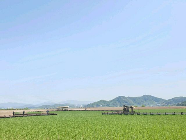 살아있는 자연 순천만습지 