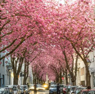 Bonn: Blossoms in the Heart of Europe