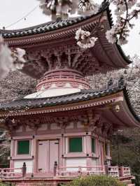 “Blossoms of Compassion: Spring Awakens at Tsubosaka-dera”