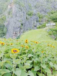 ไปถ่ายรูปเล่นกันมั้ย? ทุ่งทานตะวันเขาเจียกกำลังบาน