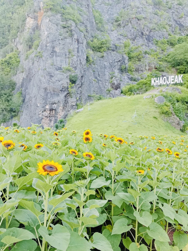 ไปถ่ายรูปเล่นกันมั้ย? ทุ่งทานตะวันเขาเจียกกำลังบาน