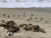 A Moody Magic Day in La Jolla: Seals, Seagulls, and Serene Beauty