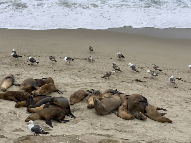 A Moody Magic Day in La Jolla: Seals, Seagulls, and Serene Beauty