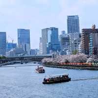 Cherry Blossoms Right in the Middle of Osaka