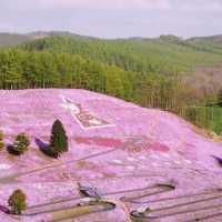 Hokkaido Sakura