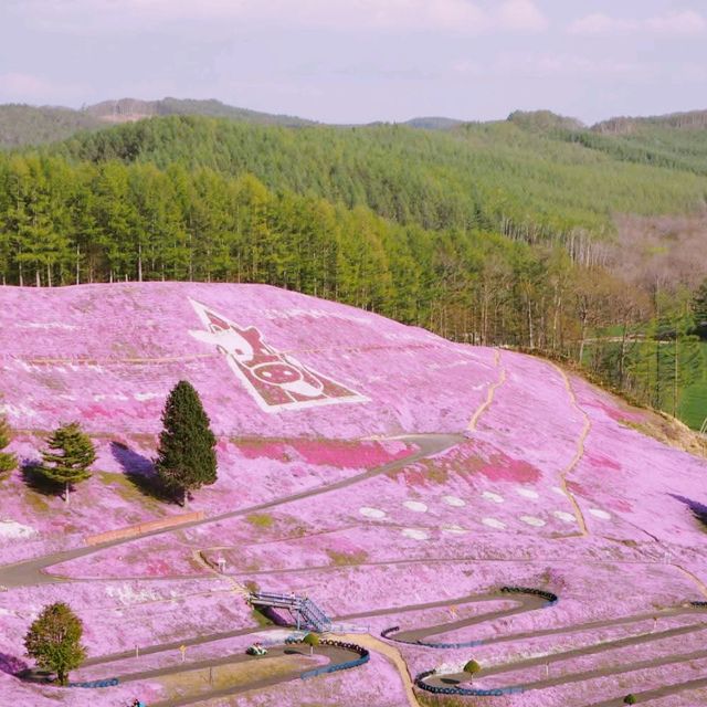Hokkaido Sakura