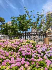 Hydrangeas in Bloom by Suzhou Creek 🌸✨ | North Bund Citywalk Guide