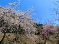 Cherry Blossoms Without the Chaos