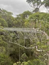 VALLEY OF THE GIANTS TREE TOP WALK