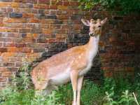 A Spectacular Day at Dunham Massey!
